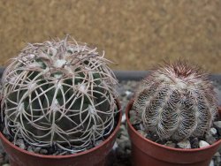 Gymnocalycium spegazzinii punillaense Tom 06-81/1 El Obelisco, pot 5,5 cm - 12410662