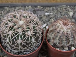 Gymnocalycium spegazzinii punillaense Tom 06-81/1 El Obelisco, pot 5,5 cm - 12410663