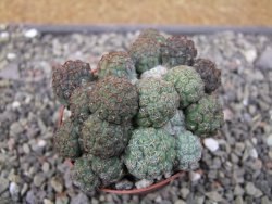 Puna bonniae pot 7 cm - 12410665