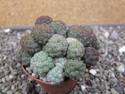 Puna bonniae pot 7 cm - 12410666