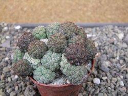 Puna bonniae pot 7 cm - 12410667