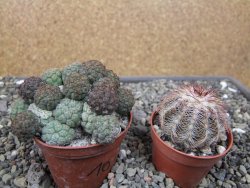 Puna bonniae pot 7 cm - 12410668