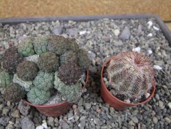 Puna bonniae pot 7 cm - 12410669