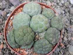 Puna bonniae inermis, pot 7 cm