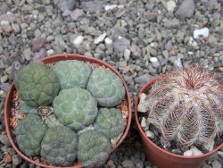 Puna bonniae inermis, pot 7 cm - 12410673