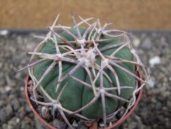 Echinocactus horizonthalonius Corazon del Monte pot 6,5 cm - 12410676