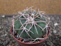Echinocactus horizonthalonius Corazon del Monte pot 6,5 cm - 12410677
