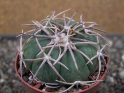 Echinocactus horizonthalonius Corazon del Monte pot 6,5 cm