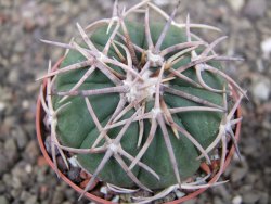 Echinocactus horizonthalonius Corazon del Monte pot 6,5 cm - 12410679