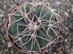 Echinocactus horizonthalonius Corazon del Monte pot 6,5 cm - 12410680