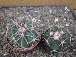 Echinocactus horizonthalonius Corazon del Monte pot 6,5 cm - 12410681