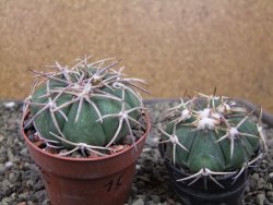 Echinocactus horizonthalonius Corazon del Monte pot 6,5 cm - 12410682