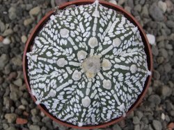 Astrophytum Z Jasenné květináč 6,5 cm