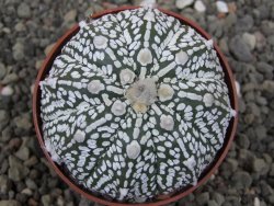 Astrophytum Z Jasenné květináč 6,5 cm - 12410684