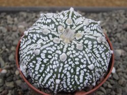Astrophytum Z Jasenné květináč 6,5 cm - 12410685
