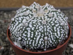 Astrophytum Z Jasenné květináč 6,5 cm - 12410686
