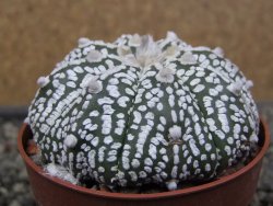 Astrophytum Z Jasenné květináč 6,5 cm - 12410687