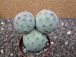Tephrocactus geometricus pot 6,5 cm