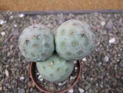 Tephrocactus geometricus pot 6,5 cm - 12410689
