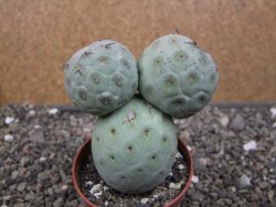 Tephrocactus geometricus pot 6,5 cm - 12410690