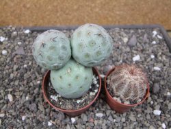 Tephrocactus geometricus pot 6,5 cm - 12410692