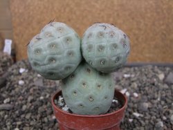 Tephrocactus geometricus pot 6,5 cm - 12410693