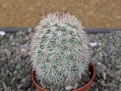 Echinocereus dasyacanthus výběr z květů, květináč 5,5 cm
