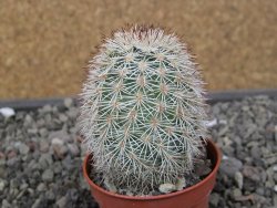 Echinocereus dasyacanthus výběr z květů, květináč 5,5 cm - 12410702