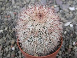 Echinocereus dasyacanthus výběr z květů, květináč 5,5 cm - 12410712