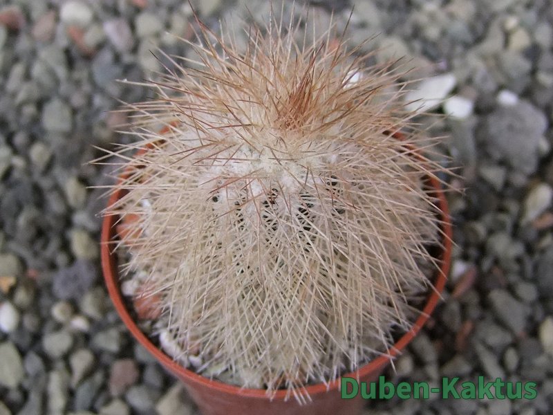 Echinocereus baileyi DJF 1327 Medicine Park, pot 5,5 cm