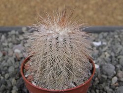 Echinocereus baileyi DJF 1327 Medicine Park, pot 5,5 cm - 12410719