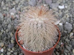 Echinocereus baileyi DJF 1327 Medicine Park, pot 5,5 cm - 12410720
