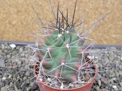 Echinocereus triglochidiatus květináč 6,5 cm