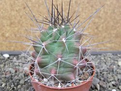 Echinocereus triglochidiatus květináč 6,5 cm - 12410726