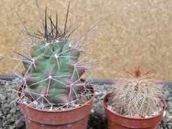 Echinocereus triglochidiatus květináč 6,5 cm - 12410727