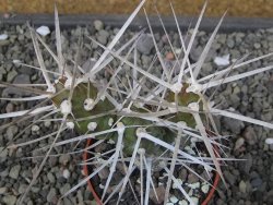 Tephrocactus darwinii Churiaca Neuguin XL pot 6,5 cm