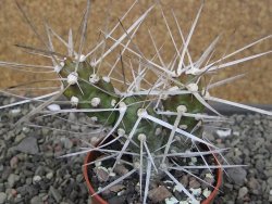 Tephrocactus darwinii Churiaca Neuguin XL pot 6,5 cm - 12410734