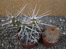 Tephrocactus darwinii Churiaca Neuguin XL pot 6,5 cm - 12410736