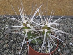 Tephrocactus darwinii Churiaca Neuguin XL pot 6,5 cm