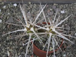 Tephrocactus darwinii Churiaca Neuguin XL pot 6,5 cm - 12410739