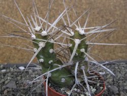Tephrocactus darwinii Churiaca Neuguin XL pot 6,5 cm - 12410740