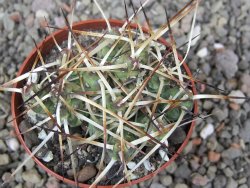 Maihuenia ovata, květináč 6,5 cm