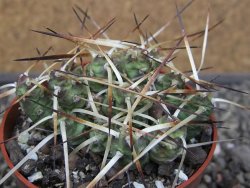 Maihuenia ovata, květináč 6,5 cm - 12410747