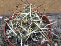 Maihuenia ovata, květináč 6,5 cm - 12410749