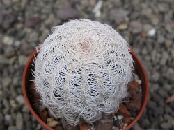 Echinocereus reichenbachii albispinus pot 5,5 cm