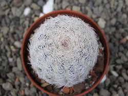 Echinocereus reichenbachii albispinus pot 5,5 cm - 12410761