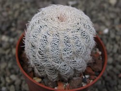Echinocereus reichenbachii albispinus pot 5,5 cm - 12410762