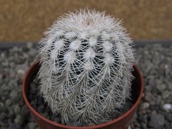 Echinocereus reichenbachii albispinus x baileyi pot 6,5 cm - 12410764
