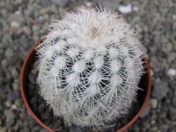 Echinocereus reichenbachii albispinus x baileyi pot 6,5 cm