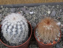 Echinocereus reichenbachii albispinus x baileyi pot 6,5 cm - 12410768